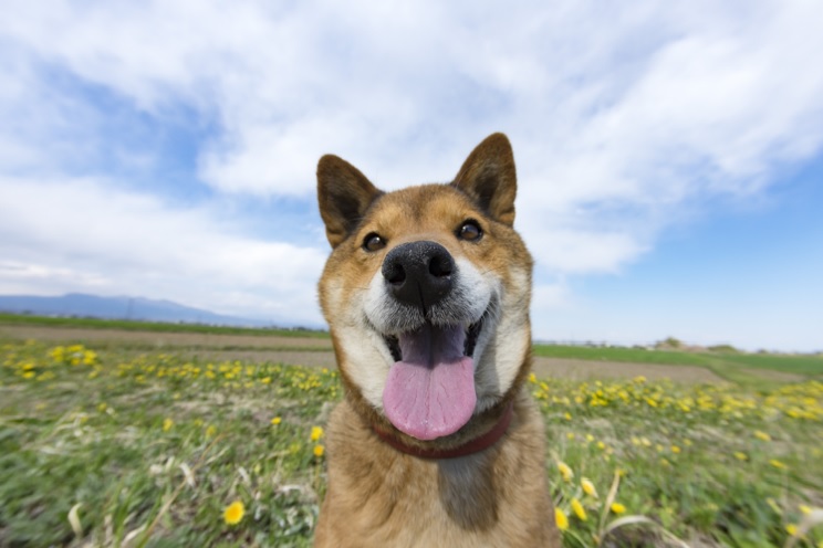 顔にとびかかってくるのはちょっと苦手 犬が飛びつく心理を学ぼう 犬と仲良く暮らす しつけと心構え