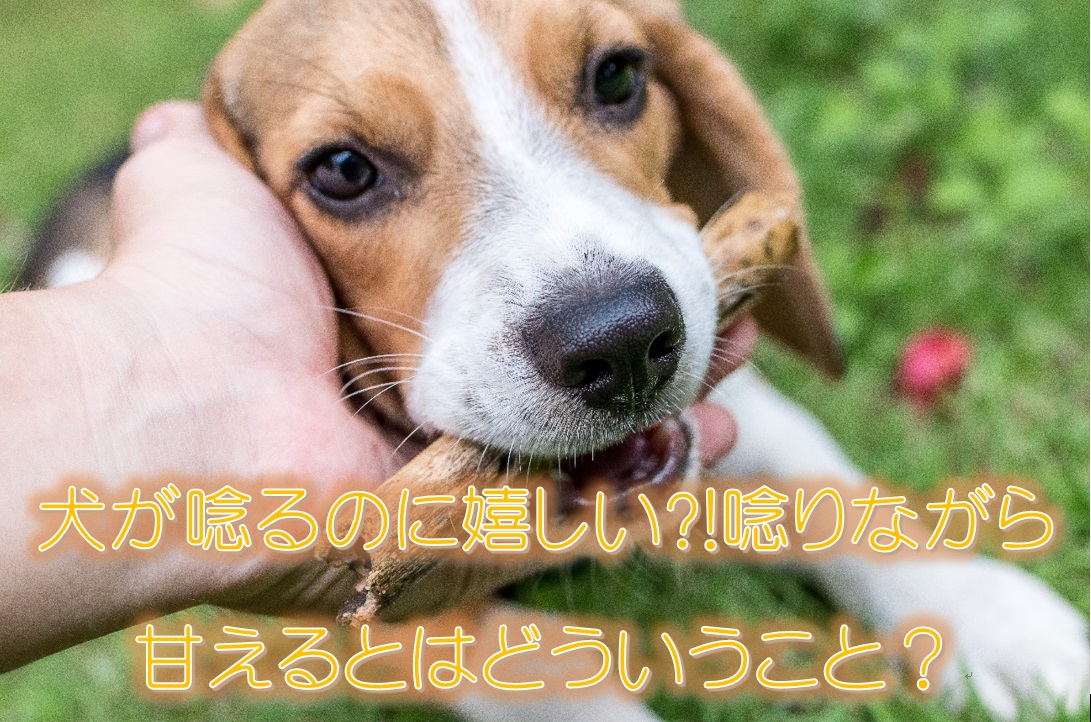 犬 唸る 嬉しい