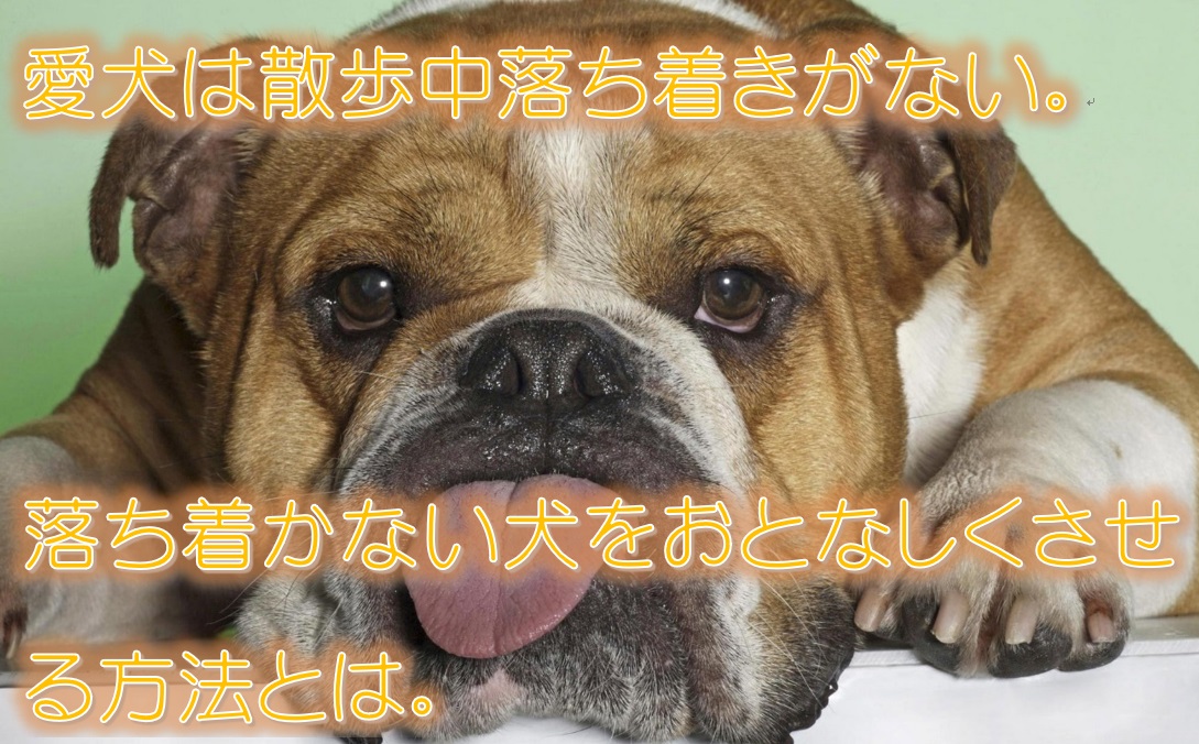 愛犬は散歩中落ち着きがない 落ち着かない犬をおとなしくさせる方法とは 犬と仲良く暮らす しつけと心構え