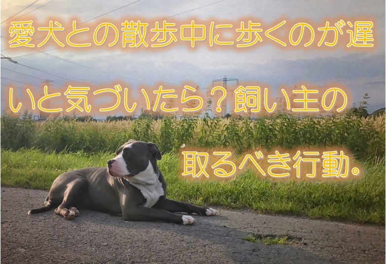 愛犬との散歩中に歩くのが遅いことに気付いたら 飼い主のとるべき行動 犬と仲良く暮らす しつけと心構え