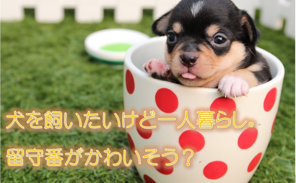 犬を飼いたいけど一人暮らし 留守番がかわいそう しつけのポイントは 犬と仲良く暮らす しつけと心構え