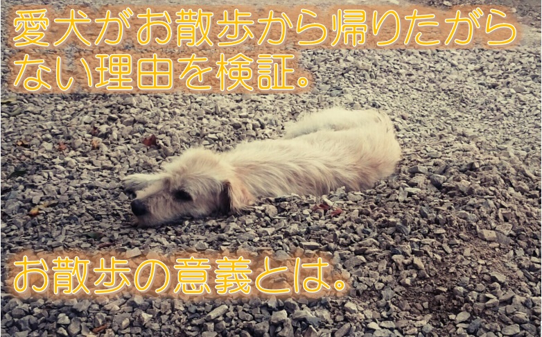 愛犬がお散歩から帰りたがらない理由を検証 お散歩の意義とは 犬と仲良く暮らす しつけと心構え