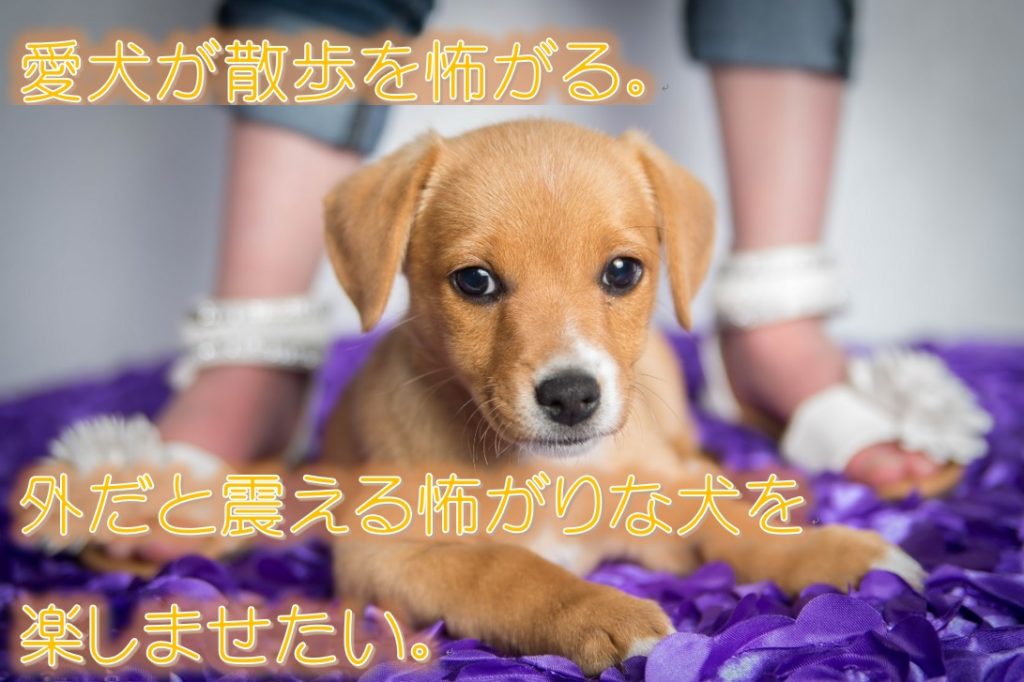 愛犬が散歩を怖がる 外だと震える怖がりな犬を楽しませたい 犬と仲良く暮らす しつけと心構え