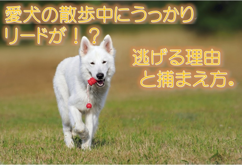 愛犬の散歩中にうっかりリードが 逃げる理由と捕まえ方 犬と仲良く暮らす しつけと心構え