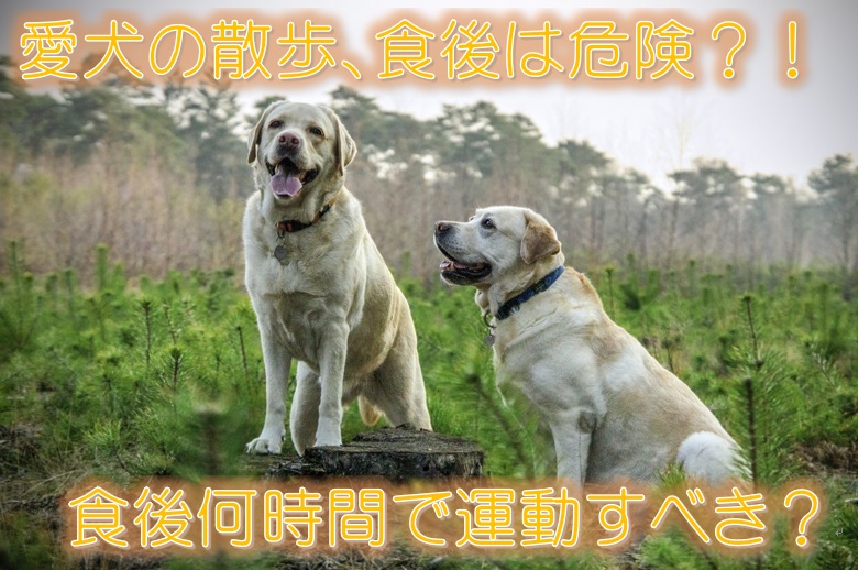 愛犬の散歩 食後は危険 食後何時間で運動すべき 犬と仲良く暮らす しつけと心構え