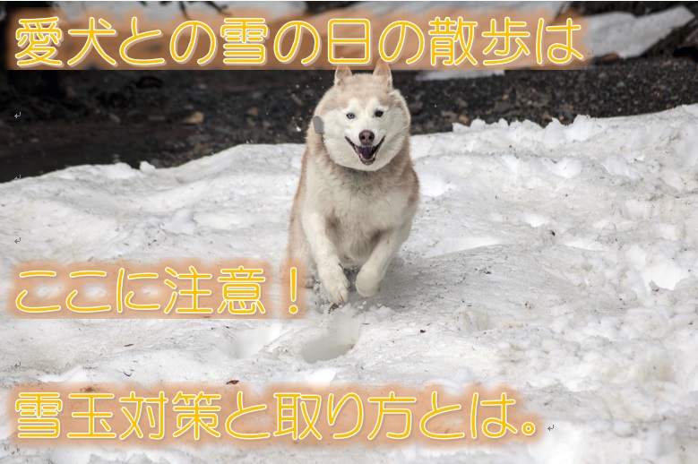 愛犬との雪の日のお散歩はここに注意！雪玉対策と取り方とは。