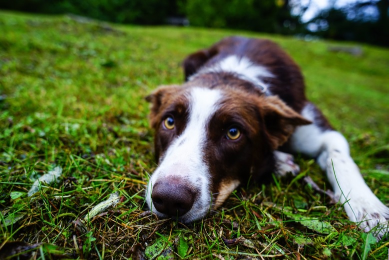 愛犬の吠える癖が治らない 要求吠えや無駄吠えがうるさい 犬と仲良く暮らす しつけと心構え