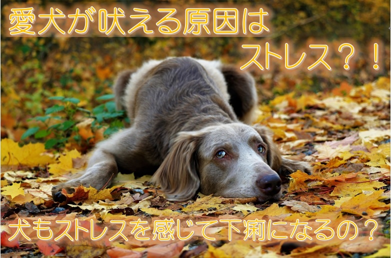 愛犬が吠える原因はストレス 犬もストレスを感じて下痢になるの 犬と仲良く暮らす しつけと心構え