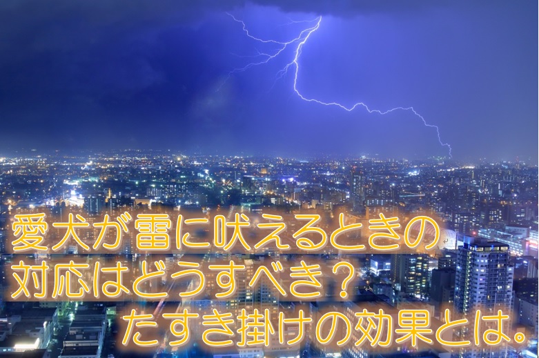 愛犬が雷に吠えるときの対応はどうすべき たすき掛けの効果とは 犬と仲良く暮らす しつけと心構え