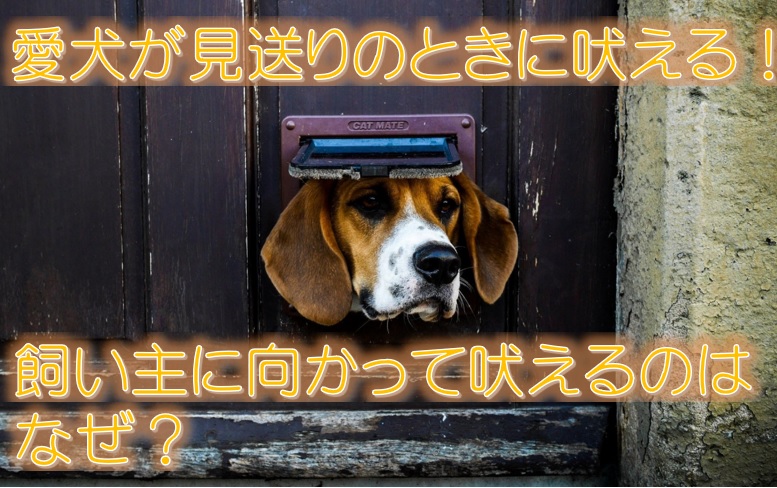 愛犬が吠える テレビへの反応さまざま 犬の無駄吠えに苦情が 犬と仲良く暮らす しつけと心構え